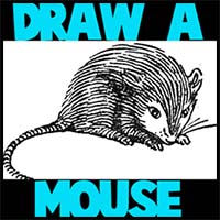 How to Draw a Mouse with Step by Step Mice Drawing Tutorial