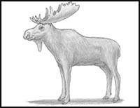 How to Draw a Moose