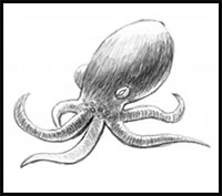 how to draw an octopus