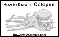 how to draw an octopus