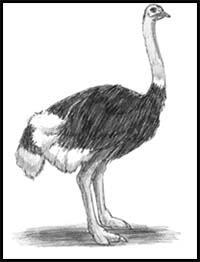 How to Draw an Ostrich