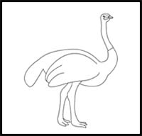 How to Draw an Ostrich