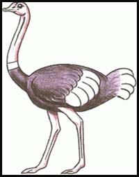 How to Draw an Ostrich