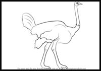 How to Draw an Ostrich