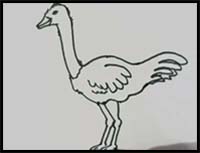 How to Draw an Ostrich