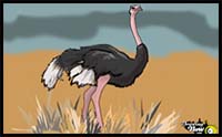 How to Draw an Ostrich