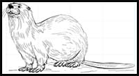 How to Draw a River Otter