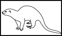 How to Draw an African Clawless Otter