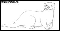 How to Draw an Otter
