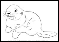How to Draw a Sea Otter