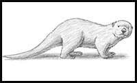 How to Draw an Otter