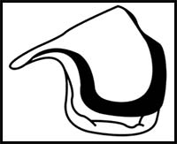 How to Draw an Oyster