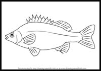 How to Draw a Silver Perch