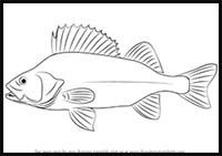 How to Draw a Perch