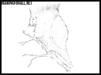 How to Draw a North American Porcupine