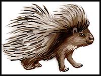 How to Draw Porcupine