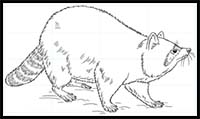 How to Draw a Raccoon