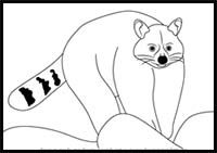 How to Draw a Raccoon
