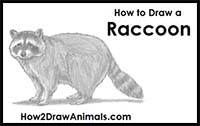 How to Draw a Raccoon