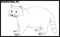 How to Draw a Raccoon