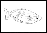How to Draw a Rainbowfish