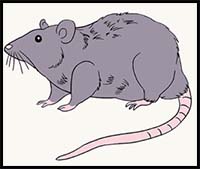 How to Draw a Rat
