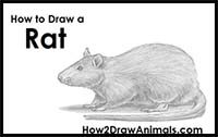 How to Draw a Rat