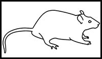 How to Draw a Rat