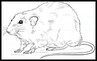 How to Draw a Rat