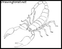 How to Draw a Scorpion