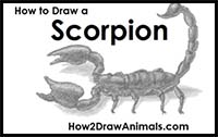 How to Draw a Scorpion