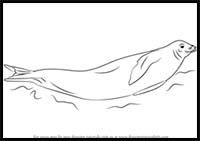 How to Draw a Crabeater Seal