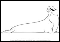 How to Draw an Elephant Seal