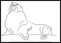 How to Draw a Steller Sea Lion