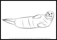 How to Draw a Harbor Seal