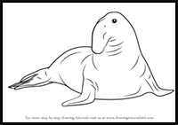 How to Draw a Southern Elephant Seal
