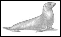 How to Draw a Seal (Sea Lion)