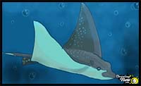 How to Draw a Stingray