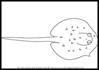 How to Draw a Ray Fish