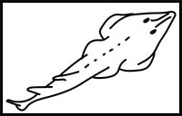 How to Draw a Shovelnose Ray