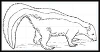How to Draw a Skunk