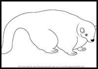 How to Draw a Skunk