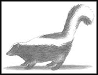 How to Draw a Skunk