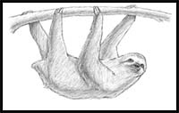 How to Draw a Sloth