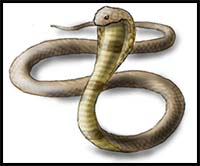 How to Draw a King Cobra