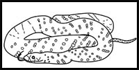 How to Draw a King Brown Snake