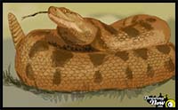 How to Draw a Rattlesnake