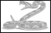 How to Draw a Rattlesnake