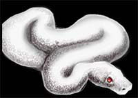 How to Draw an Albino Snake