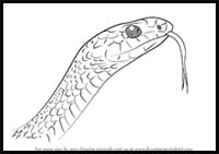 How to Draw a Black Racer Snake